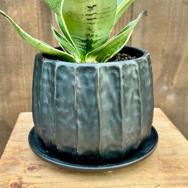 観葉植物 鉢色選べます：サンスベリア シルバーハニー 鉢植え 受皿付