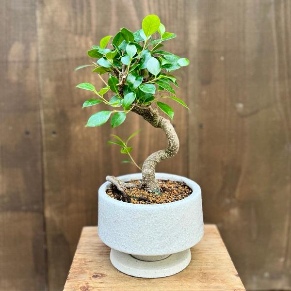 ガジュマル 盆栽 鉢植え 観葉植物 観葉植物：ガジュマル 鉢植え 受皿付*桐生砂飾り Ficus microcarpa