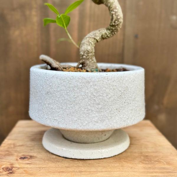 観葉植物：ガジュマル 鉢植え 受皿付*桐生砂飾り Ficus