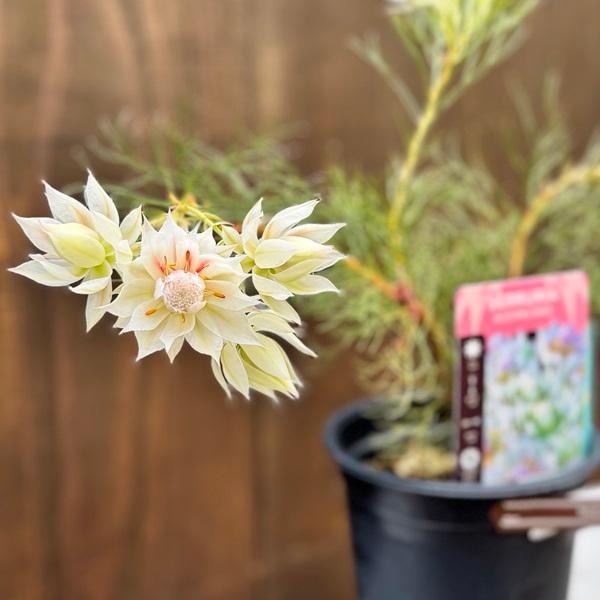 ジョーイセルリア ブラッシングブライド おしゃれ 観葉植物 花苗