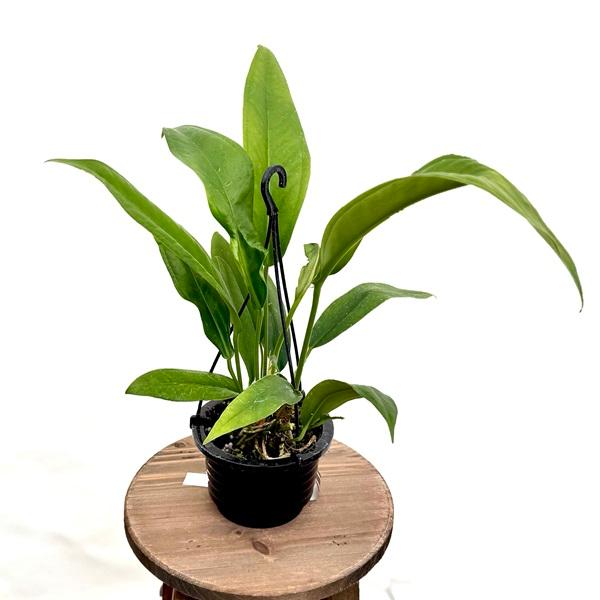 観葉植物：原種アンスリウム バーケリー*4号吊り Anthurium