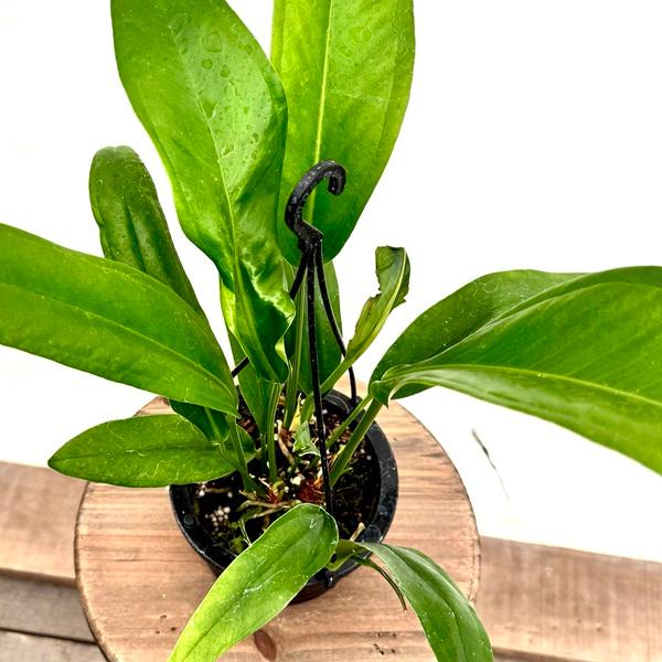 観葉植物：原種アンスリウム バーケリー*4号吊り Anthurium