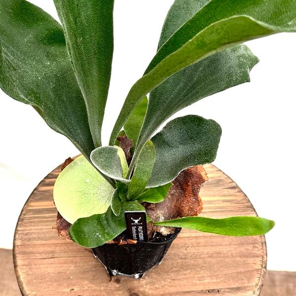 おしゃれ 観葉植物：ビカクシダ コウモリラン ネザーランド*3号