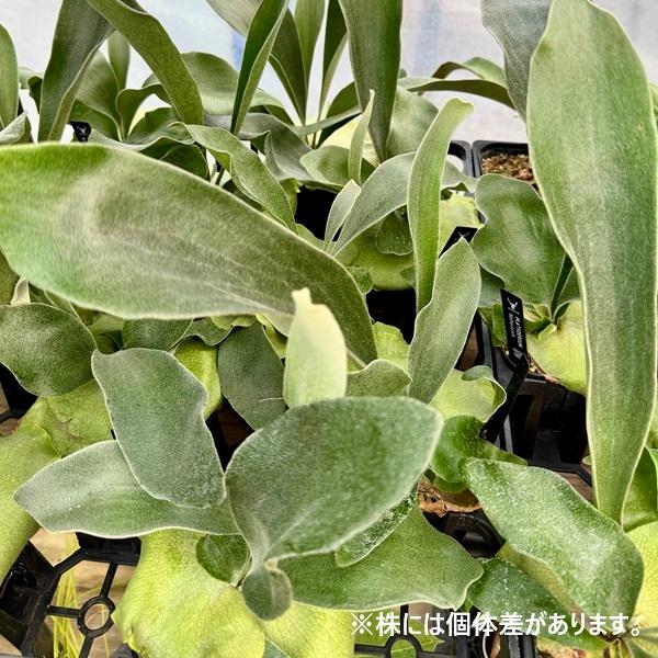 おしゃれ 観葉植物：ビカクシダ コウモリラン ネザーランド*3号