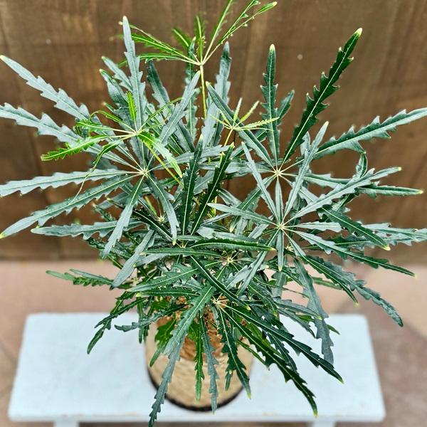 おしゃれ 観葉植物：アラレア 鉢カバー*4号 プラ皿付 : 遊恵盆栽 Yahoo