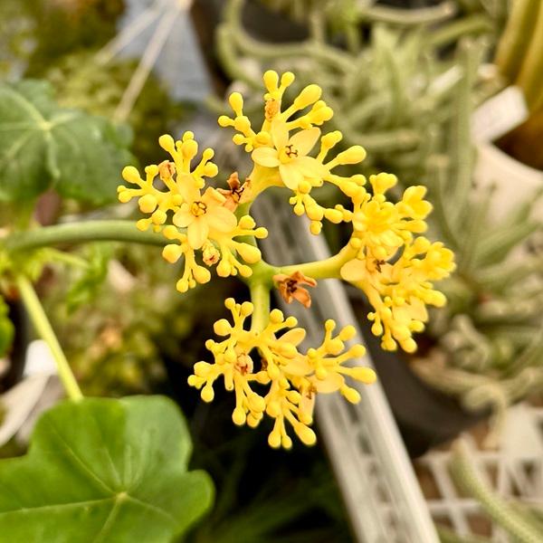 観葉植物：サンゴアブラギリ 黄花*珊瑚油桐 5号 黄色 : 遊恵盆栽 Yahoo 