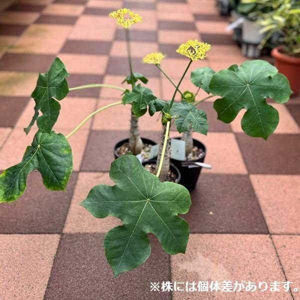 サンゴアブラギリ 苗 観葉植物