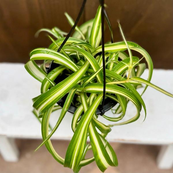 観葉植物：オリヅルラン ボニー*折鶴蘭 4号吊り : 遊恵盆栽 Yahoo!店