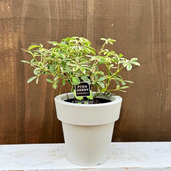 観葉植物：シェフレラ ムーンドロップ*5号 プラポット : 遊恵盆栽