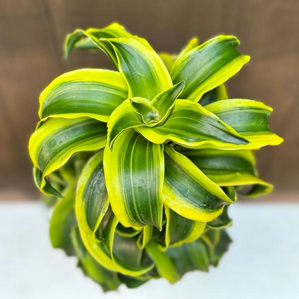 観葉植物：ドラセナ トルネード*5号 セラアート プラ皿付 : 遊恵盆栽