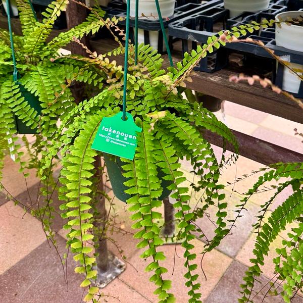 観葉植物：アジアンタム コーダータ*5号吊り鉢 コーダータム Adiantum