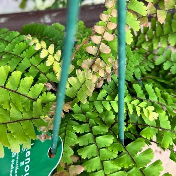 観葉植物：アジアンタム コーダータ*5号吊り鉢 コーダータム Adiantum