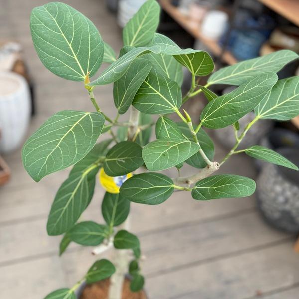 観葉植物：フィカス ベンガレンシス 鉢植え 受皿付*シュエット鉢 