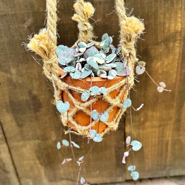 観葉植物：ハートカズラ 吊り鉢カバー* : 遊恵盆栽 Yahoo!店 - 通販