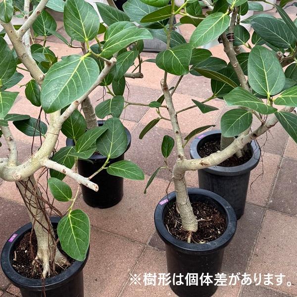 現品　フィカス　ゴムの木　ベンガレンシス　34番　曲り　インテリア　観葉植物 おしゃれ 観葉植物：フィカス ベンガレンシス＊8号プラポット ベンガル