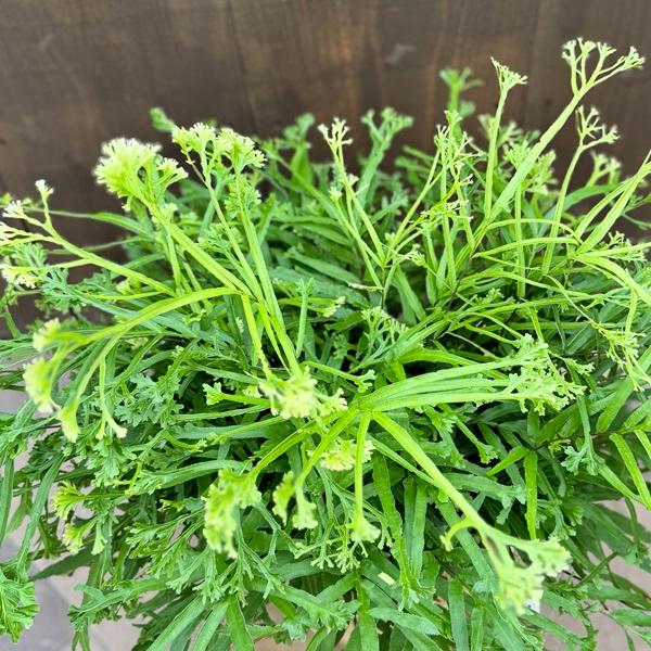 観葉植物：プテリス ロウェリー 鉢カバー*7号 シダ植物 : 遊恵盆栽