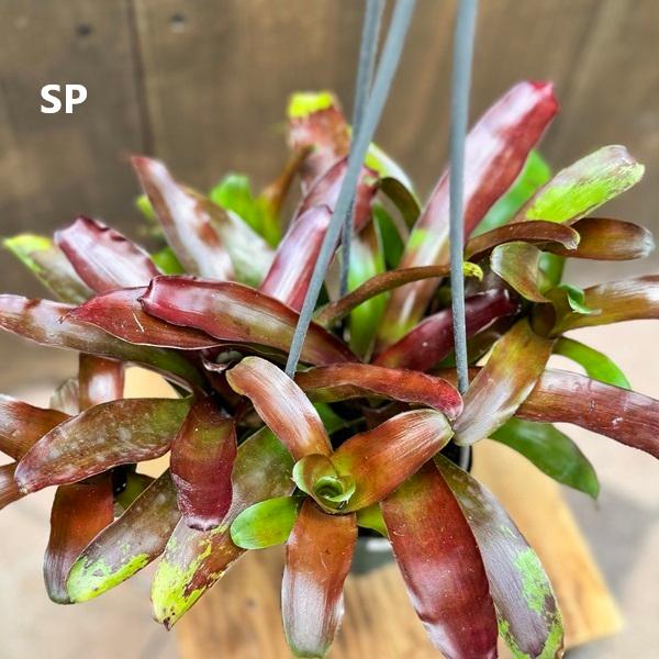 ネオレゲリア3種セット 着生植物 観葉植物 選べる：ネオレゲリア*3.5号 吊り鉢 サン