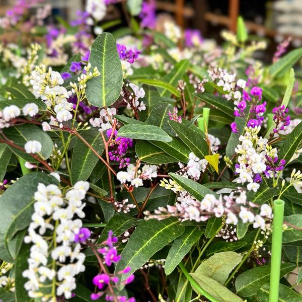 観葉植物 鉢花：ハーデンベルギア 紫＆白ミックス*6号 【お花終わり