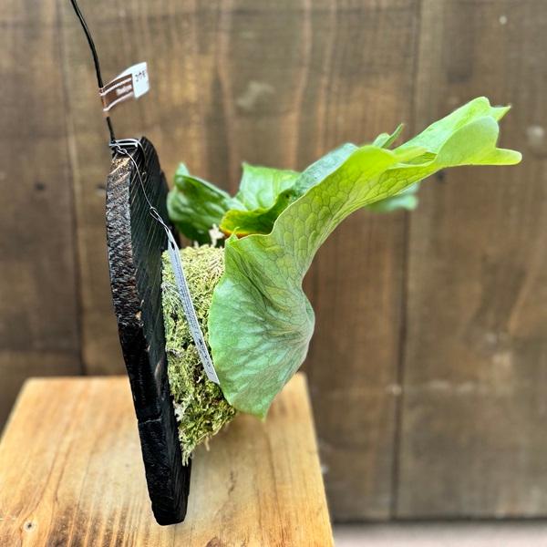 観葉植物：コウモリラン ワンダエ 板付け*吊り ビカクシダ Platycerium