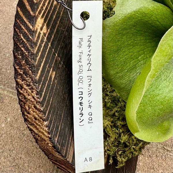 観葉植物：コウモリラン フーンシキQQ 板付け*吊り ビカクシダ