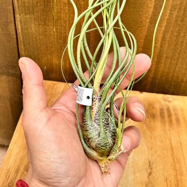 観葉植物 エアープランツ：チランジア ブッツィー XL* : 遊恵盆栽