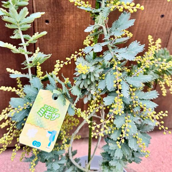 苗 観葉植物：アカシア ミモザ*銀葉アカシア : 遊恵盆栽 Yahoo!店