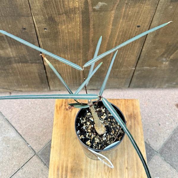 観葉植物：ブラキキトン ボトルツリー*4号 プラポット : 遊恵盆栽