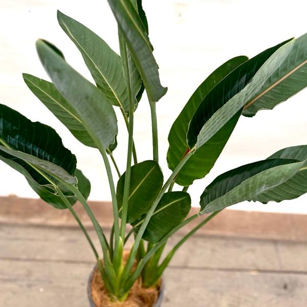 観葉植物：ストレリチア レギネ 鉢植え 受皿付*大型佐川急便配送 