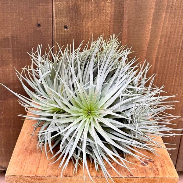 観葉植物 エアープランツ：チランジア ストリクタ シルバークランプ 大