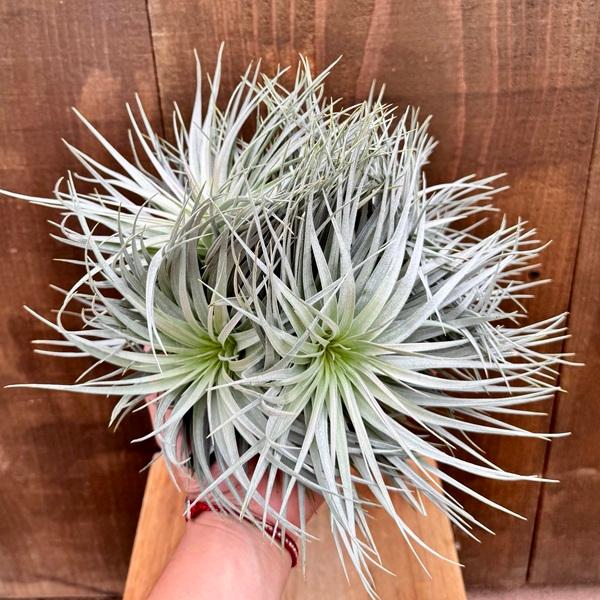観葉植物 エアープランツ：チランジア ストリクタ シルバークランプ 大