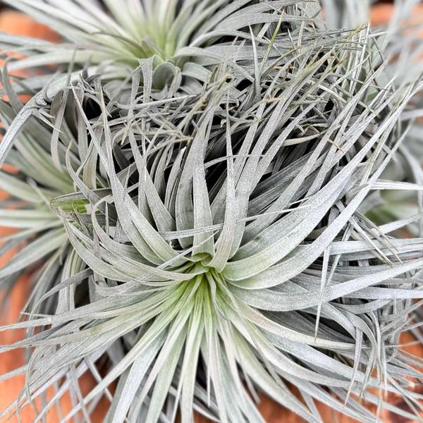 観葉植物 エアープランツ：チランジア ストリクタ シルバークランプ 大