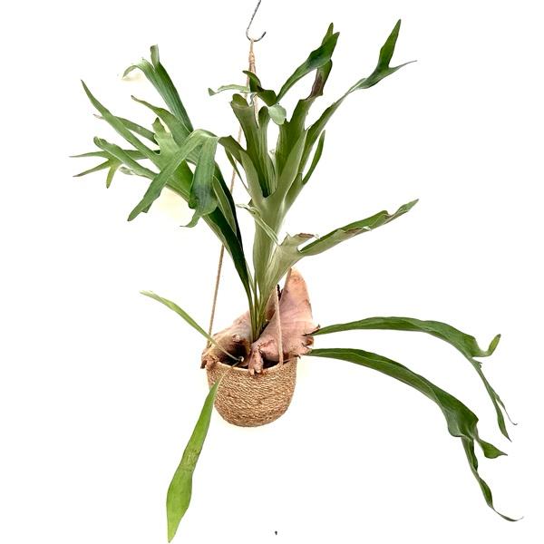 観葉植物：ビカクシダ コウモリラン 吊り鉢カバーセット* : 遊恵盆栽