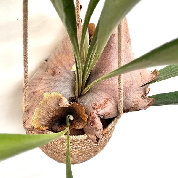 ビカクシダワルシー　2株コウモリラン　観葉植物　吊り下げコルク棒つき ビカクシダワルシー 2株コウモリラン 観葉植物 吊り下げコルク付き