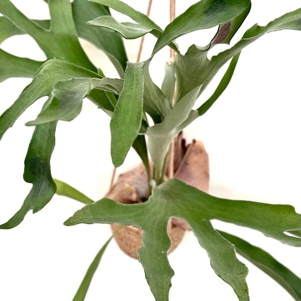 観葉植物：ビカクシダ コウモリラン 吊り鉢カバーセット* : 遊恵盆栽