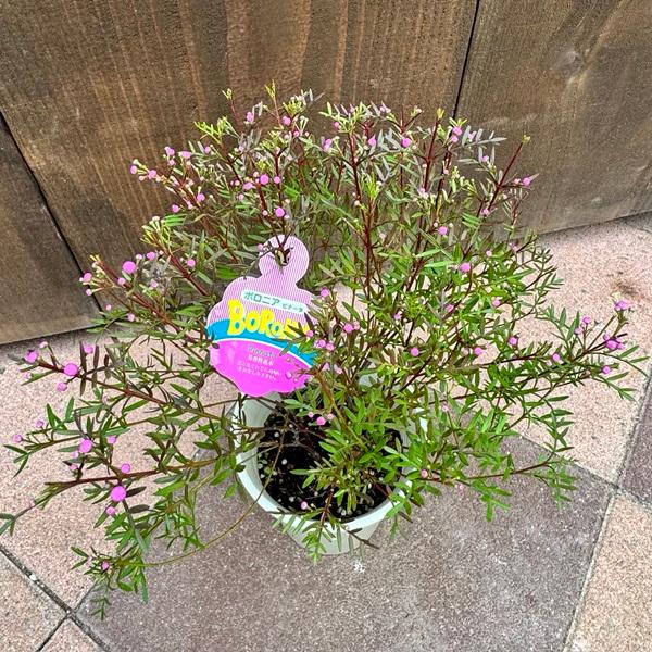 観葉植物 鉢花：ボロニア ピナータ*4号 : 遊恵盆栽 Yahoo!店 - 通販