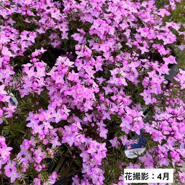観葉植物 鉢花：ボロニア ピナータ*4号 : 遊恵盆栽 Yahoo!店 - 通販