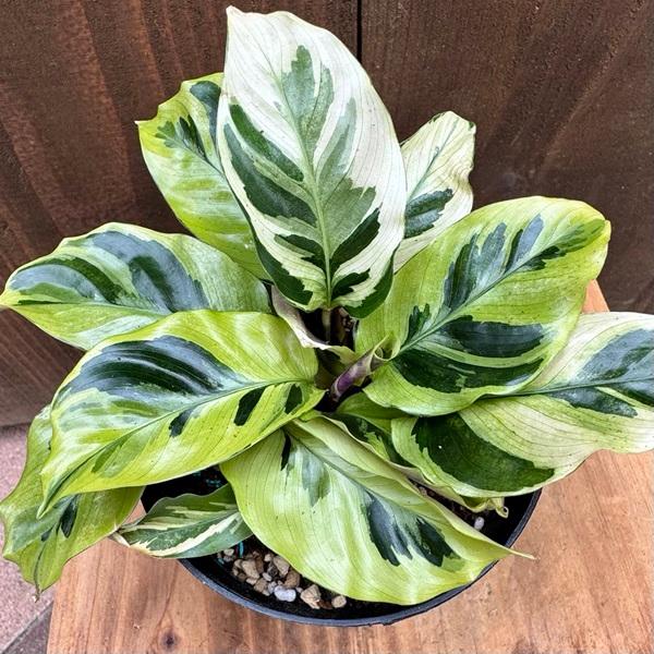 観葉植物：カラテア イエローフュージョン*4号プラポット : 遊恵盆栽
