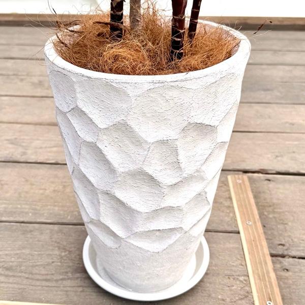観葉植物：ドラセナ パープルコンパクタ 鉢植え*受皿付 ココヤシ飾り