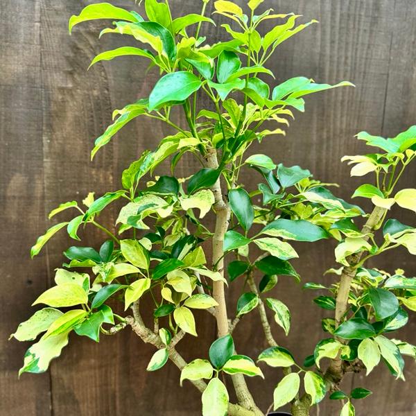 観葉植物：シェフレラ エリプティカ バリエガータ*プラポット