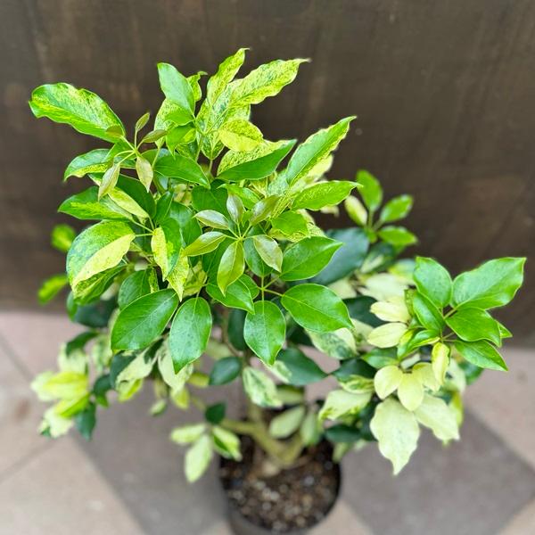 観葉植物：シェフレラ エリプティカ バリエガータ*プラポット : 遊恵