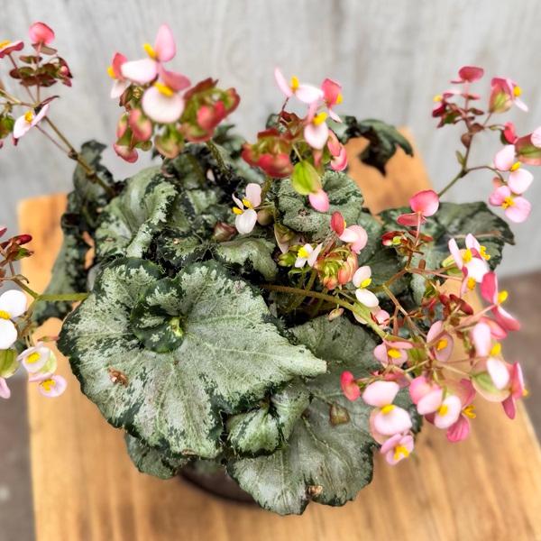 観葉植物：ベゴニア ピンクスパイダー*4号 Begonia 受皿付 : 遊恵盆栽