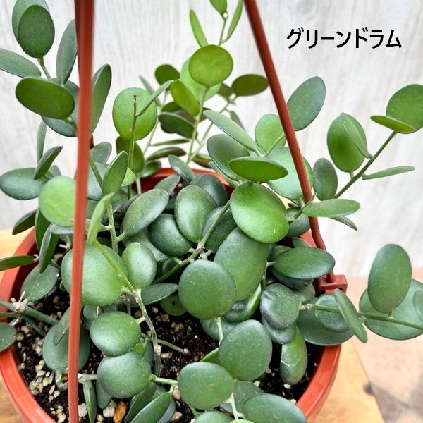 観葉植物 品種選べる：多肉植物 吊り鉢*6号 セネシオ グリーンドラム