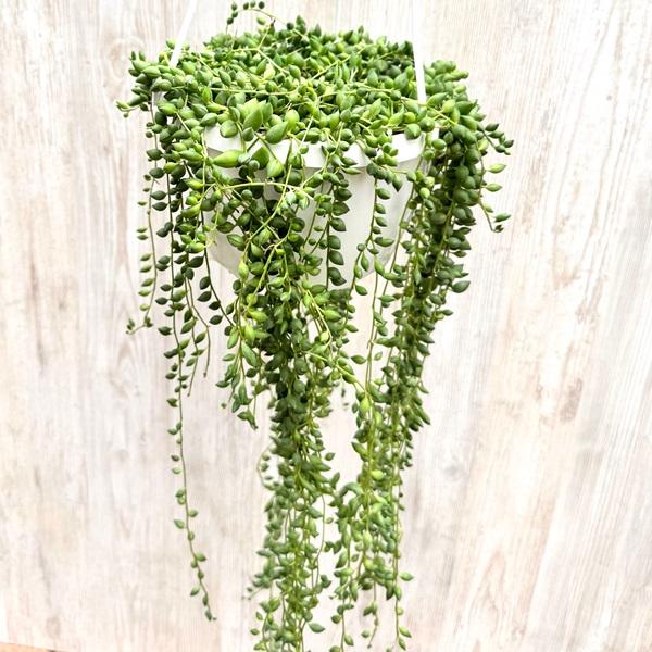 観葉植物 品種選べる：多肉植物 吊り鉢*6号 セネシオ グリーンドラム