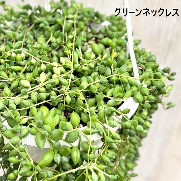 観葉植物 品種選べる：多肉植物 吊り鉢*6号 セネシオ グリーンドラム