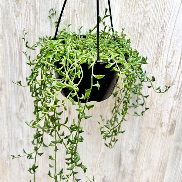 観葉植物 品種選べる：多肉植物 吊り鉢*6号 セネシオ グリーンドラム
