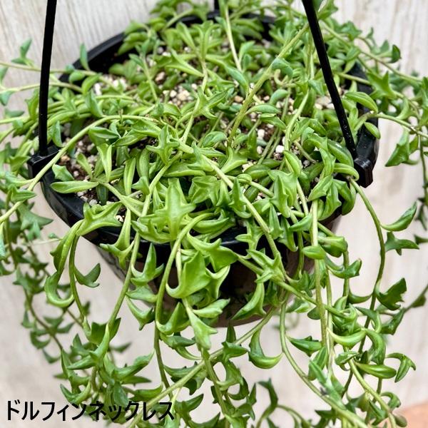 観葉植物 品種選べる：多肉植物 吊り鉢*6号 セネシオ グリーンドラム