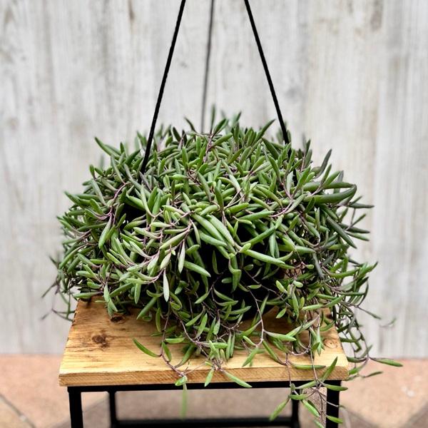 観葉植物 品種選べる：多肉植物 吊り鉢*6号 セネシオ グリーンドラム
