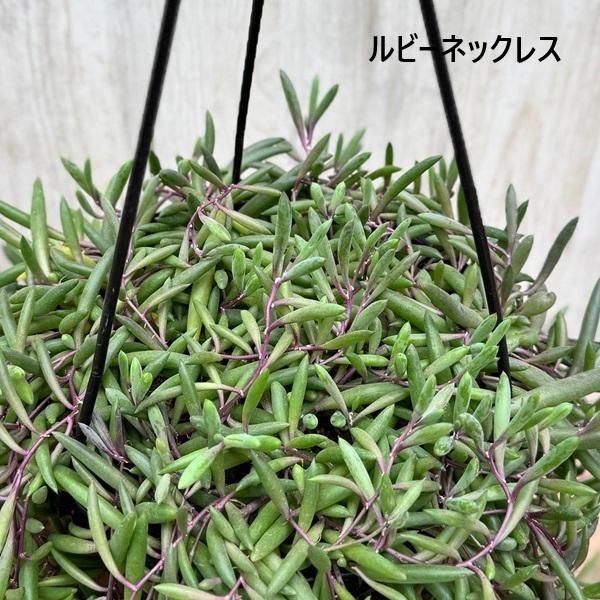 観葉植物 品種選べる：多肉植物 吊り鉢*6号 セネシオ グリーンドラム