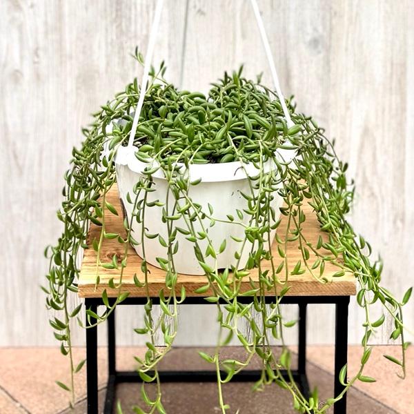 観葉植物 品種選べる：多肉植物 吊り鉢*6号 セネシオ グリーンドラム