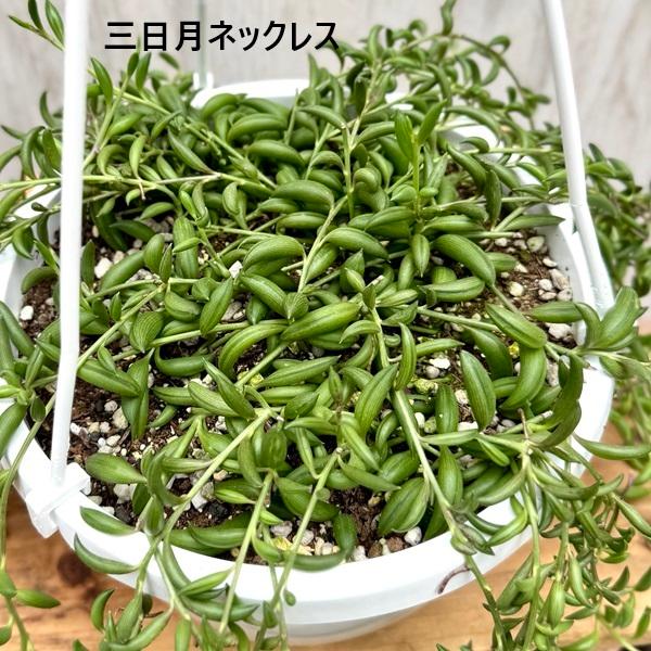 観葉植物 品種選べる：多肉植物 吊り鉢*6号 セネシオ グリーンドラム
